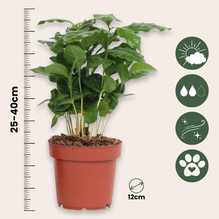 Produktbild Plant in a Box Coffea arabica - 2er Set Kaffeepflanze (25 cm)