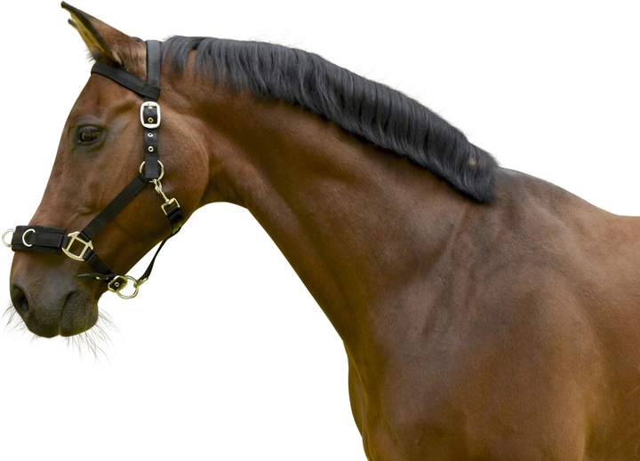 Actual product image Kerbl Lunging halter