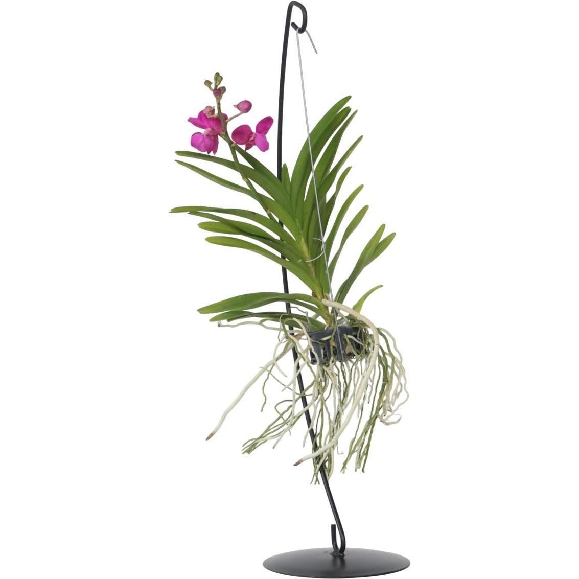 Plant in a Box, Pflanzen, Vanda 'Pink' - Orchidee (50 cm)