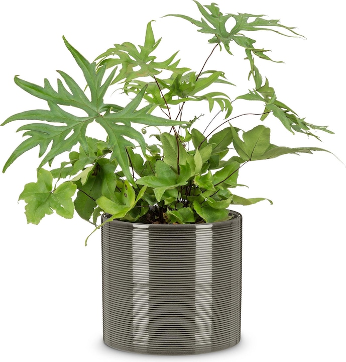 Produktbild Scheurich Glass Grey (16 cm)
