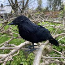 Kögler Decorazione Halloween corvo, 16x9x6 cm (16 x 16 x 5 cm)