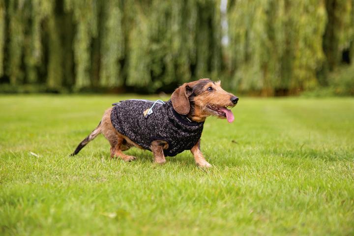 Immagine prodotto Beeztees Celia (36, Maglione per cani)