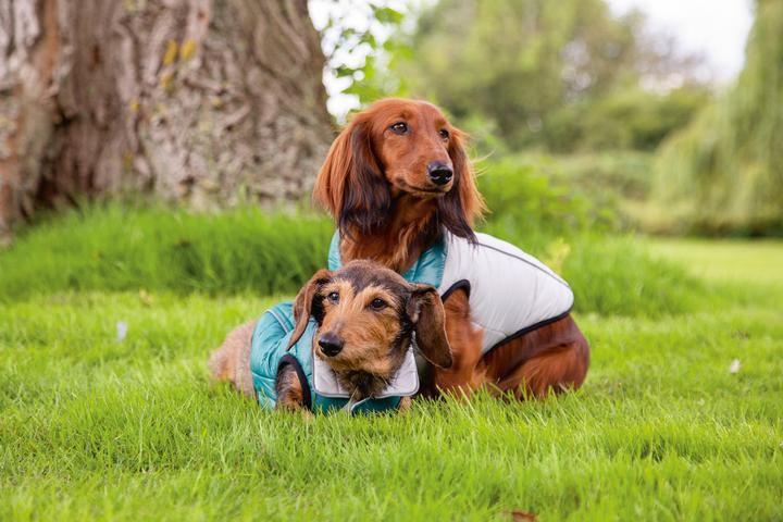 Actual product image Beeztees Dog coat Maly (S, M, Dog coat)