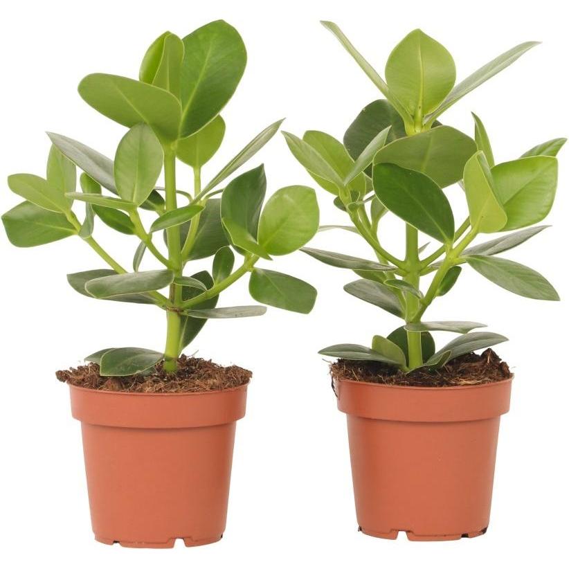 Plant in a Box, Pflanzen, Clusia rosea Princess - 2er Set (25 cm)