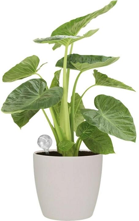 Produktbild Elho Aqua Care Bewässerungskugel transparent (Bewässerungskugeln)