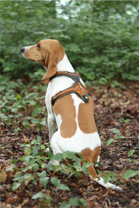 Produktbild Niggeloh Hundeführgeschirr Follow (S, Hund, Hundesport)