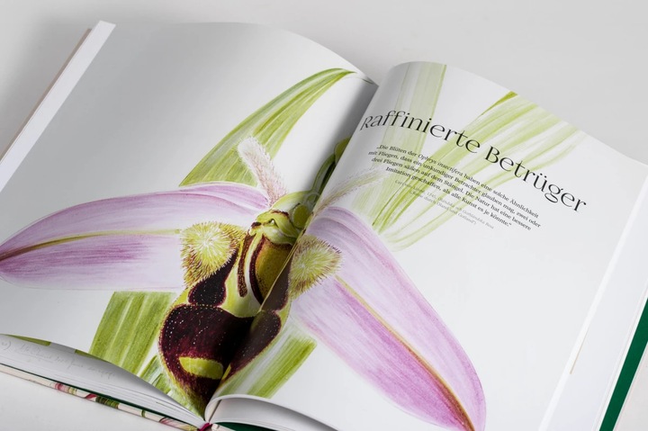 Actual product image Orchideen (German, Sandra Knapp, 2022)