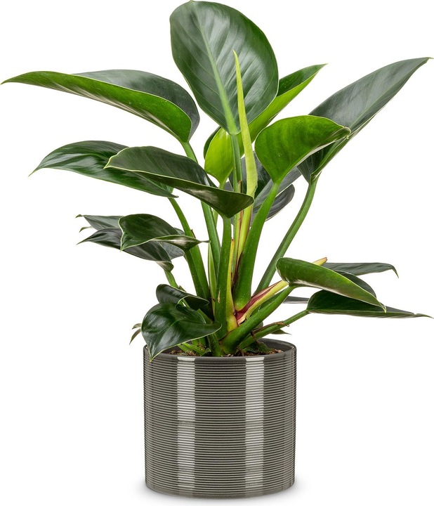 Produktbild Scheurich Glass Grey (14 cm)