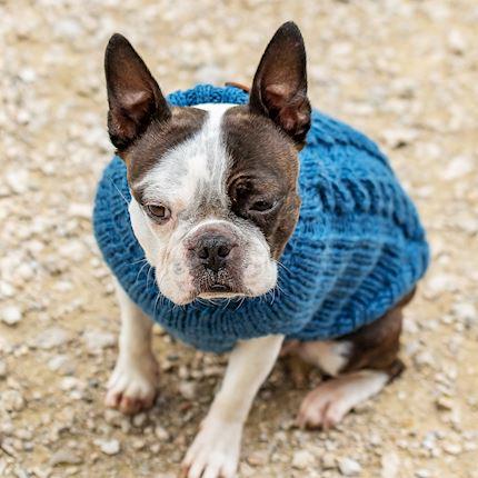 Actual product image Chiara Jade (35, Dog jumper)