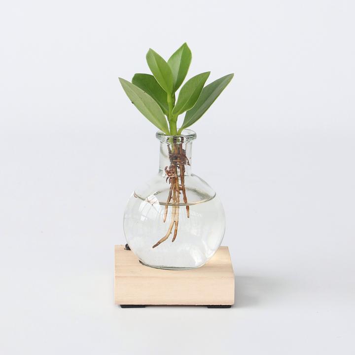 Produktbild Plant in a Box Clusia rosea Princess (20 cm)