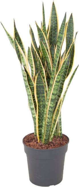 Immagine prodotto Fresca-Plant Sanseveria Laurentii (27 cm)