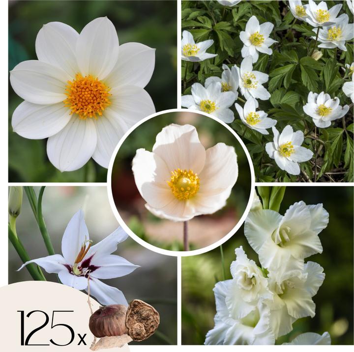 Immagine prodotto Plant in a Box Anemone Sposa, Allium Neapolitanum. Gladiolo White Prosperity, Gladiolo Call. Acidantera, Dalia T (10 cm)