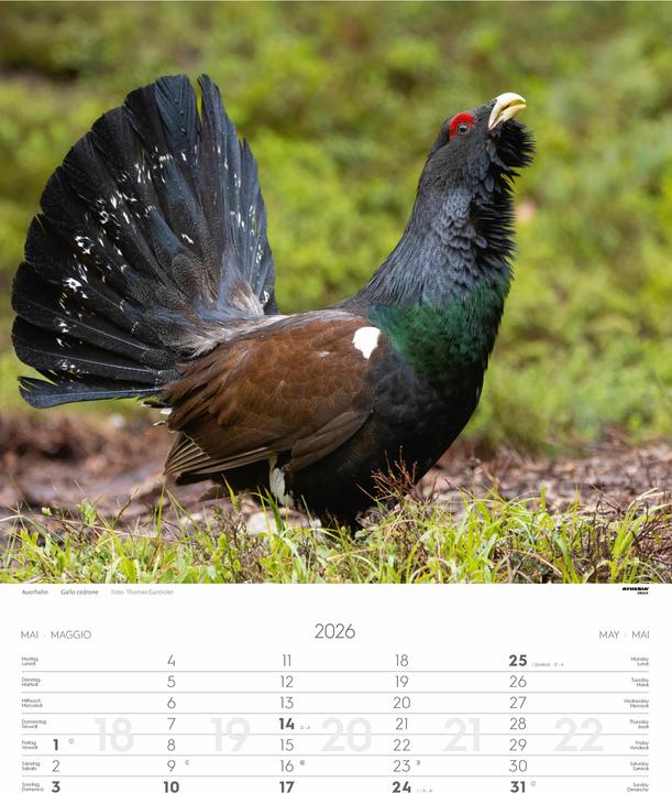 Produktbild Tiere der Alpen - Kalender 2026