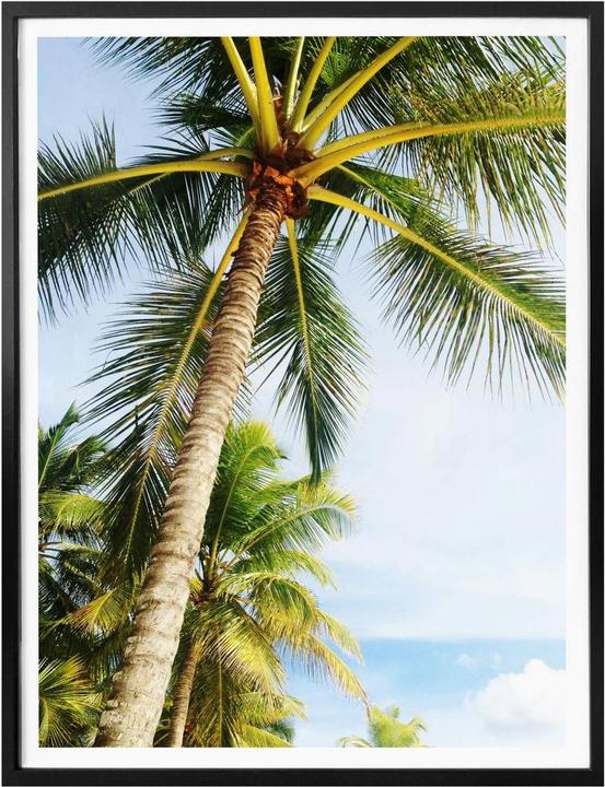 Image du produit Trenddeko Palms 07 (40 x 50 cm)