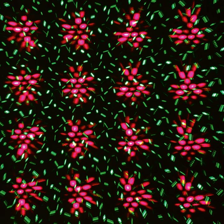 Immagine prodotto Lipo Star Shower Motion