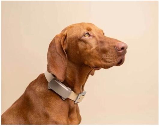 Immagine prodotto Tractive GPS Tracker Dog 6 (Cane)