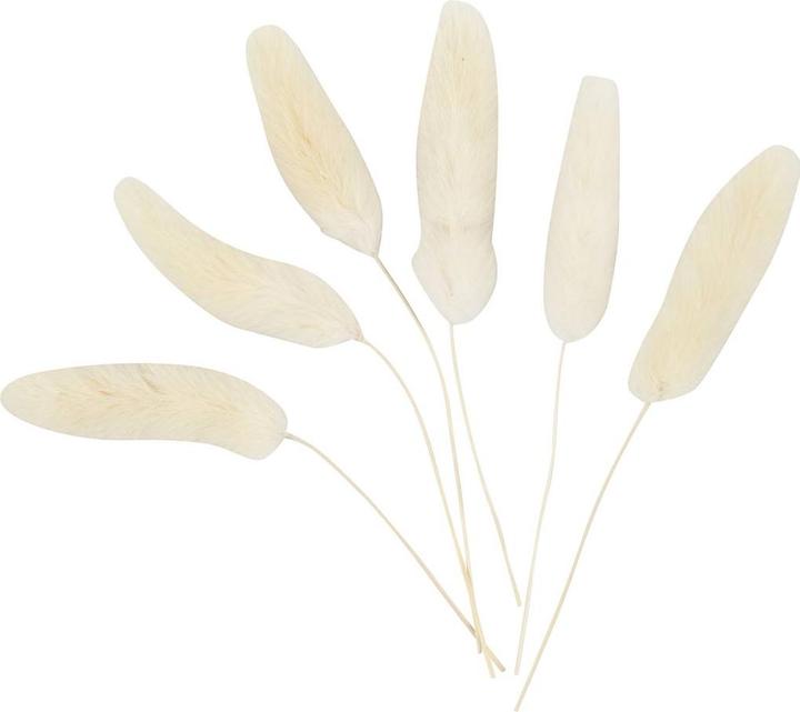 Creativ Company Décorations de Noël 3-7 cm, 6 pièces (Fleurs séchées)