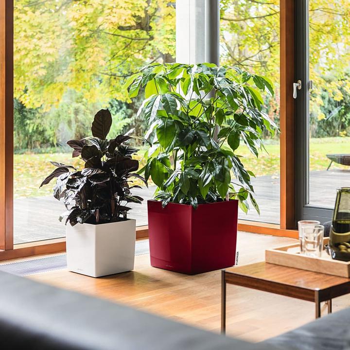 Produktbild Lechuza Cube 30 (29.50 x 29.50 x 30 cm)