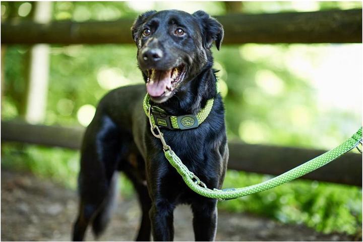 Actual product image Hunter Adjustable leash Hilo (L, Dog, Dog sport)