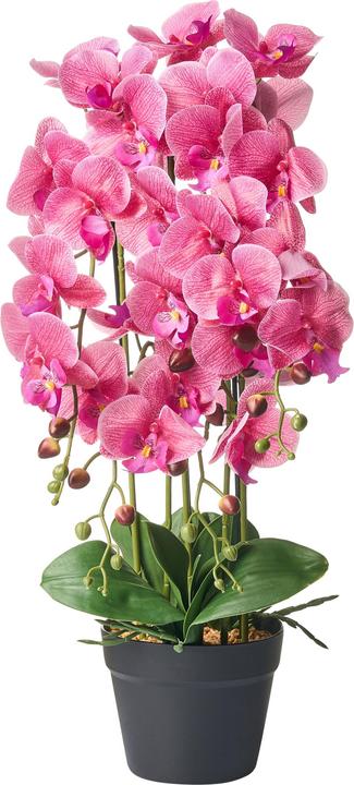 Immagine prodotto Beliani Orchid (65 cm)
