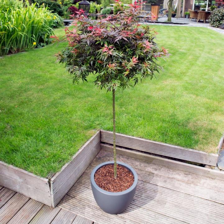Produktbild Plant in a Box Acer palmatum 'Shaina' - Japanischer Ahorn (80 cm)