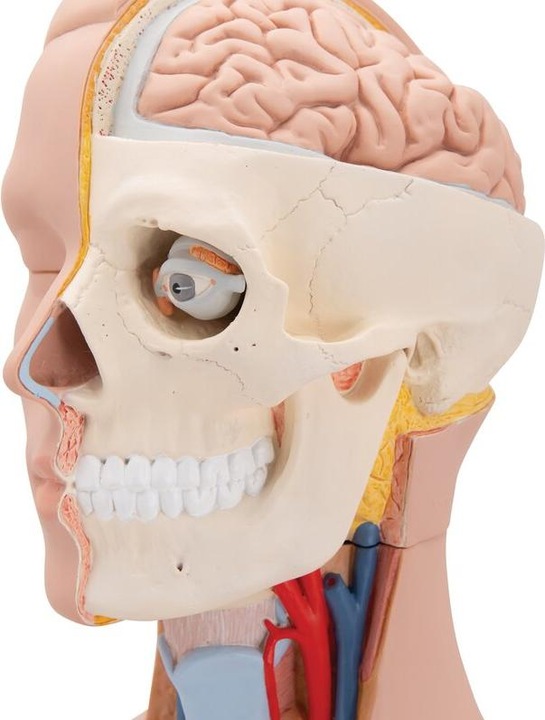 Produktbild 3B Scientific Standard Torso Modell, geschlechtsneutral, 12-teilig