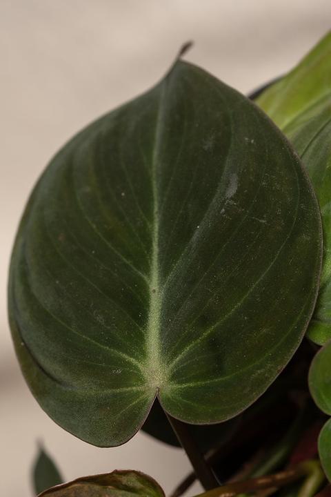 Image du produit feey Philodendron micans (20 cm, Fraîchement rempotés)