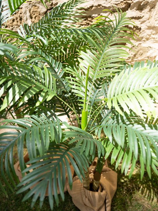 Produktbild Europalms Areca Palme (120 cm)