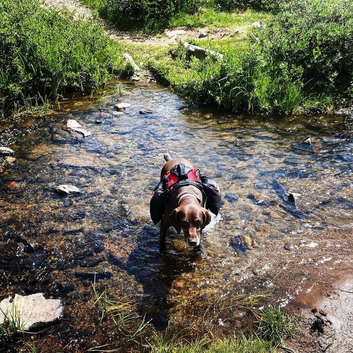 Immagine prodotto Fido Pro Zaino per cani Saddle Dry Bags (Cappotto per cani)