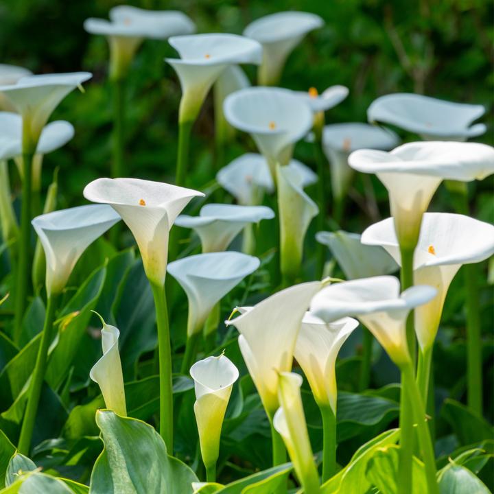 Actual product image Plant in a Box Zantedeschia - Calla (30 cm)