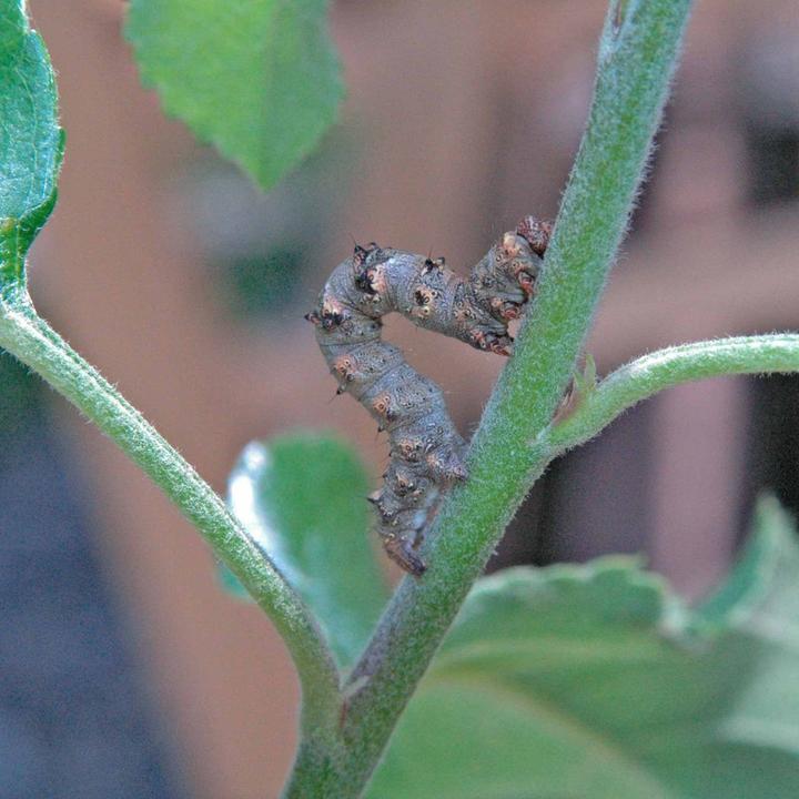 Actual product image Andermatt Biogarten Anti-crawler glue strip (Ants, Caterpillars, Frost moth, Harmful insects)