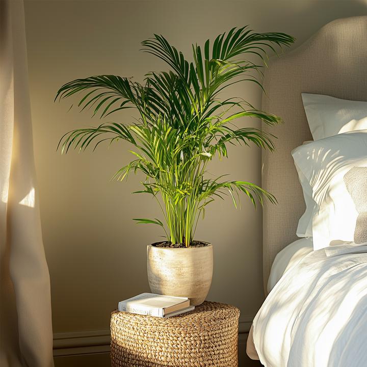 Image du produit Plant in a Box Dypsis Lutescens - Palmier à fruits d'or d'Areca (100 cm)