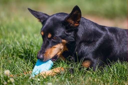 Actual product image Beeztees Bz Fill-N-Freeze Lollip Sort D