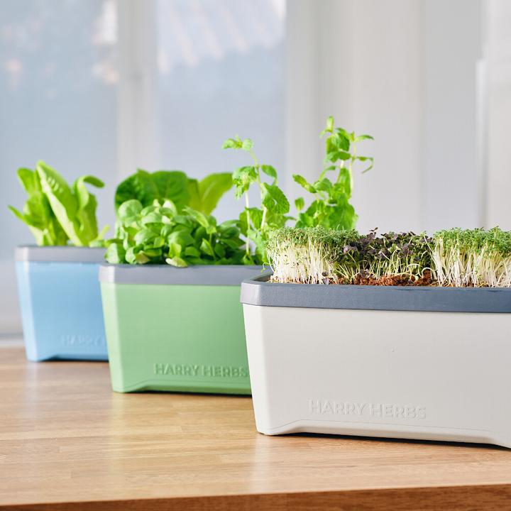 Productafbeelding Gusta Garden Harry Kruiden