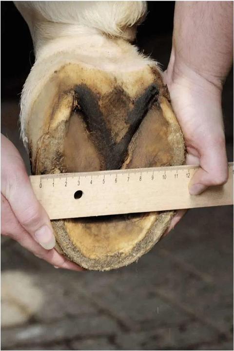 Produktbild HKM Hoof Boot