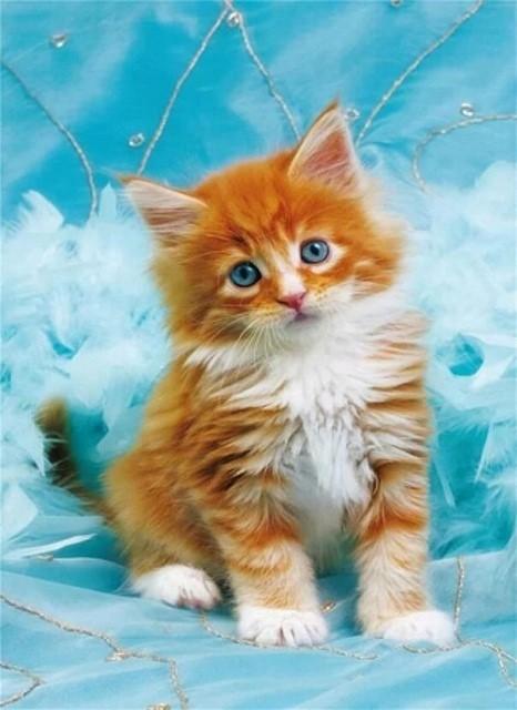 Actual product image Norimpex Diamond Mozaik - Red-haired cat