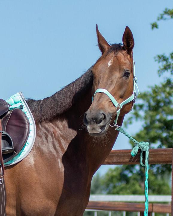 Produktbild Qhp Pferdehalfter mit Schieber