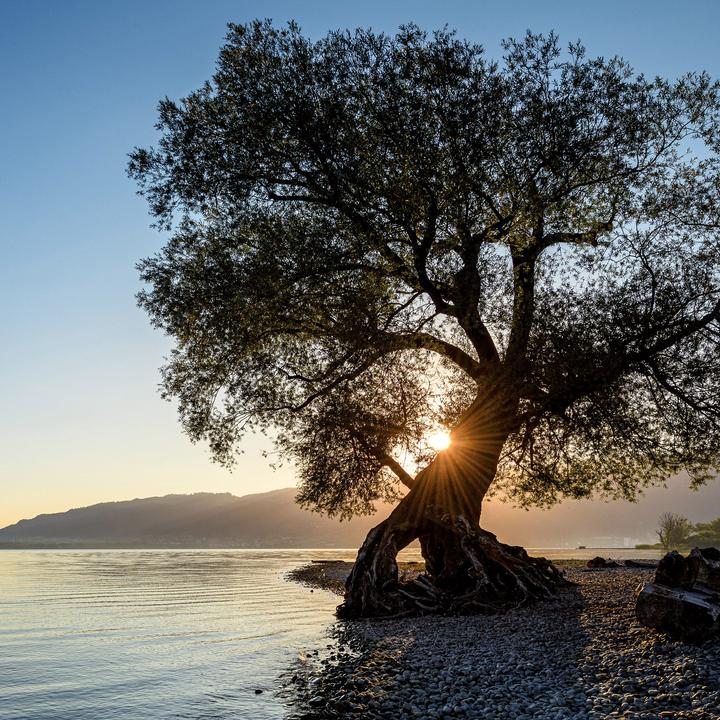 Produktbild Trees 2026 (30 x 30 cm)