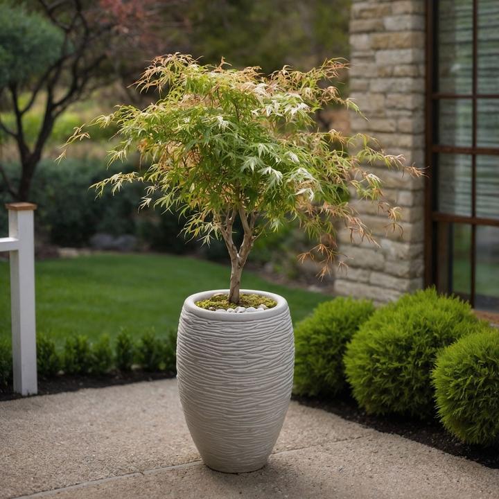 Immagine prodotto Plant in a Box Acer palmatum 'Ukigumo' - Set di 2 aceri giapponesi (50 cm)
