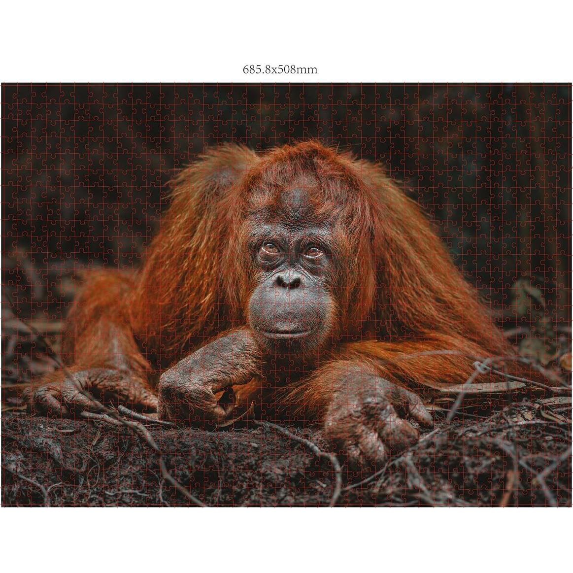 Thumbnail - Merchant Ambassador Wildtiere Blickkontakt Donal Boyd (1000 Teile)