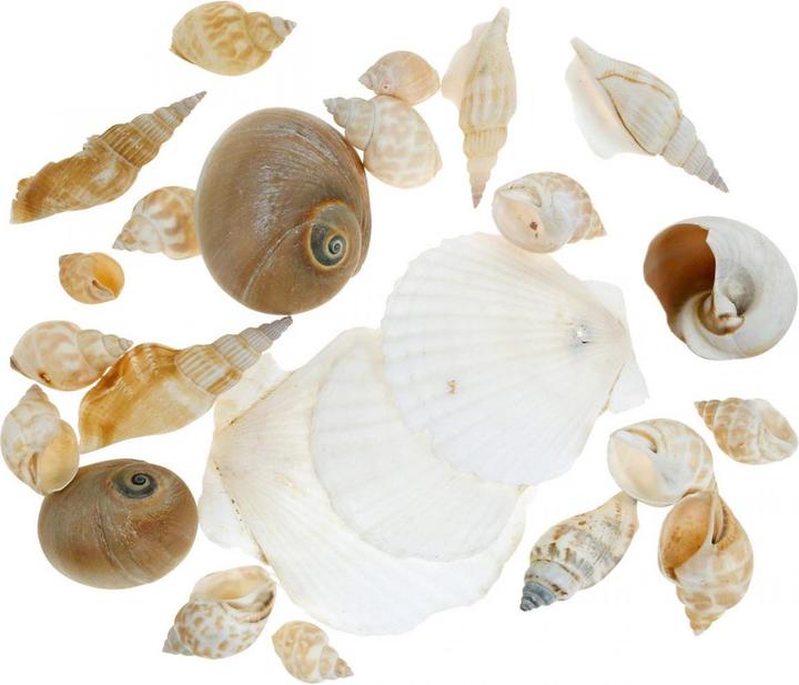 Actual product image Decoris Dekomuscheln - im Säckchen - ca. 350 g - 1 Stück