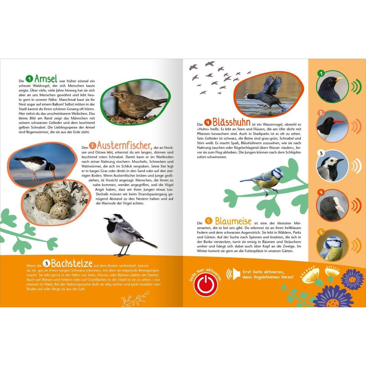 Thumbnail - Mein grosses Soundbuch Vögel, Kinderbücher von Eva Wagner