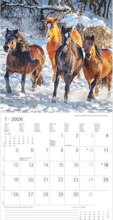 Produktbild Alpha Edition Pferde 2026 - Broschürenkalender 30x30 cm (30x60 geöffnet) - Kalender mit Platz für Notizen - (30 x 30 cm, Harter Einband, Niederländisch, Englisch)