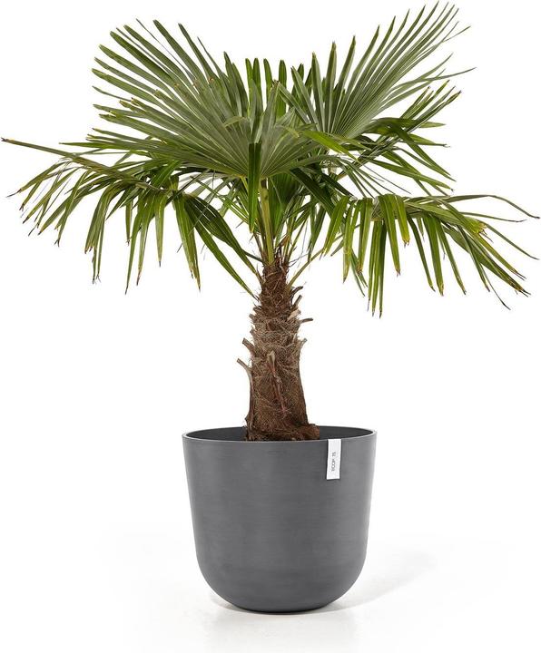 Actual product image Ecopots Oslo (55 cm)
