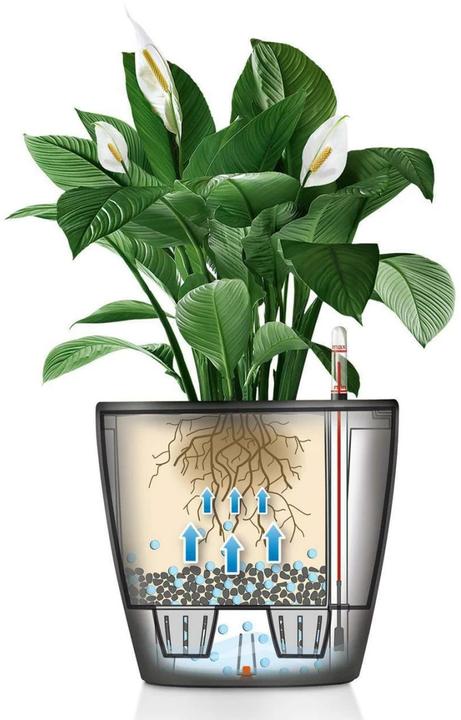 Immagine prodotto Lechuza Classico (28.50 cm)