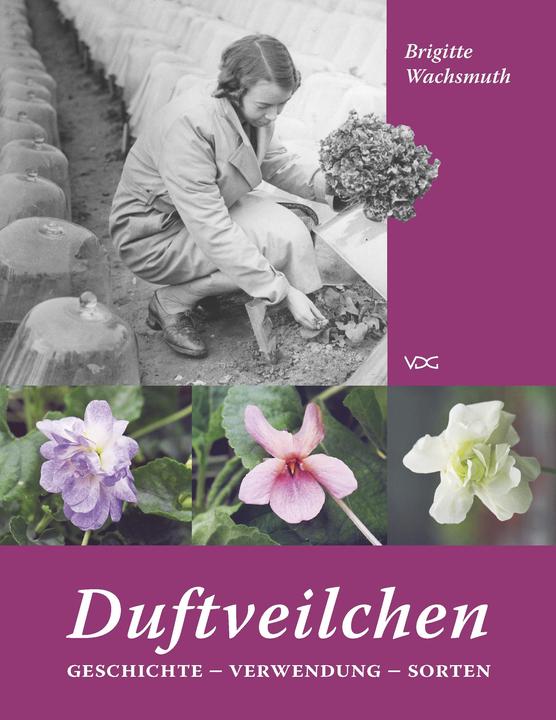Produktbild Duftveilchen in europäischen Gärten (Deutsch, Brigitte Wachsmuth, 2018)