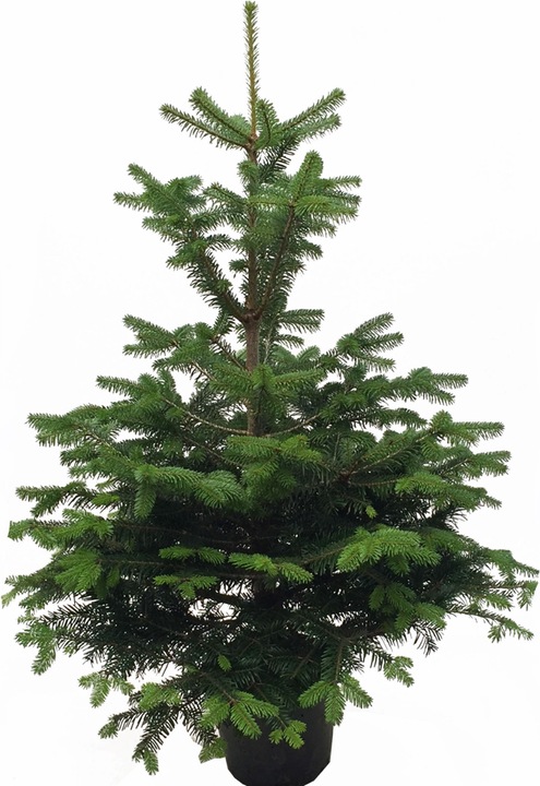 Immagine prodotto Fresca-Plant Abete Nordmann in vaso (80 cm)