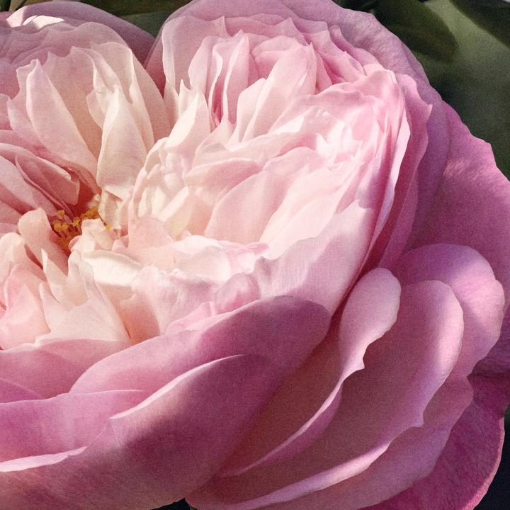 Actual product image Chloé Rose Natural Eau de Parfum Refill (Eau de parfum, 150 ml)