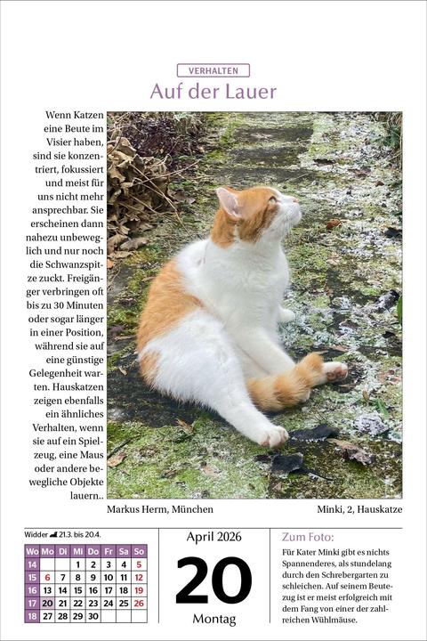 Image du produit Katzen Tageskalender 2026 (14 x 21 cm)