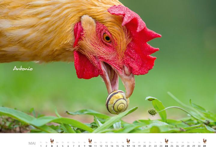 Produktbild Hühner Kalender 2026 (Harter Einband, Deutsch)